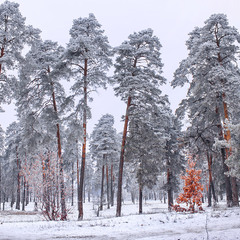 Ось впаде сніг, паморозь накриє дерева, вони стануть пухнастими. Мороз нарешті розжене злі віруси.