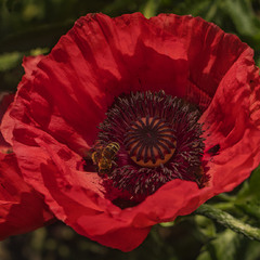 Бджолиний рай переповнюється нектаром і бадьорим дзижчанням.