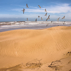 На березі з чайками спокійно й добре. Оушн ворушиться за дюнами. І пісок ворушиться потихеньку.