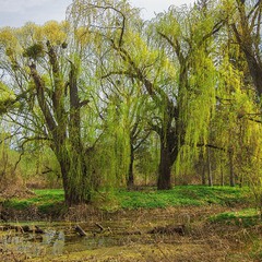 Молода весняна зелень купається у вранішніх квітневих променях.