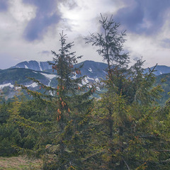 Під Чорногорою із-за ялинок під патлатими хмарами - Ребра стирчать. Це гора така - Ребра.