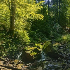 Від віку камені вкриваються мохом, дерева - листям, а людина - згадками. І все на заході сонця.