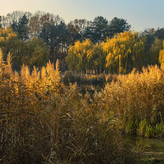 Проти ночі небо засвітилися і підпалило осінь моцно.