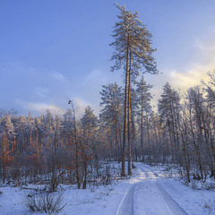 Дорога першим снігом: туман вранішній зворохобився шматками, залишив спокусливу паморозь на деревах