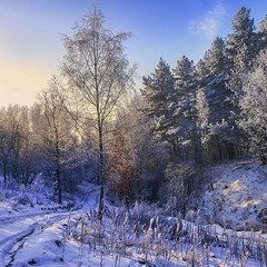 Дорога пролягла яругою і лісом, вкритим памороззю ранковою.