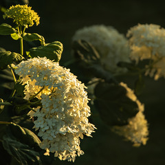 Квіти гортензії деревоподібної "Annabelle"на заході сонця.