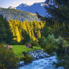 Без корів, лісів, гір і річок жити було б вкрай сутужно.
