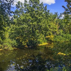 Веселий пухнастий дуб на березі річки тяжіє до продовження літа у вересні.