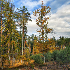 Оцео узлісся поруч з молоднячком - маслюкове місце, якшо шо.