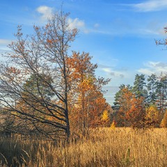 На узліссі життя молодесенького дубка триває із анізотропічними витребеньками.