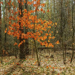 Стрілись якось в лісі осінь із весною.