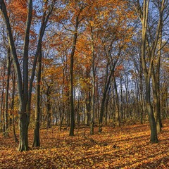 На долоню в імлі листопадній ляже жовтий у осінь квіток.