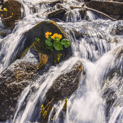 Зароджується життя серед холодних бризьок: сніги тануть, - вода біжить, піниться, блищить.