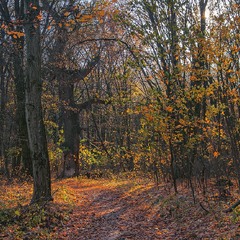 Стежка повз дерево часу пролягла посеред кольорового листя наприкінці жовтня.
