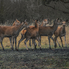 Оле-Оле-Оле-нята - візьміть мЕне на крилята.