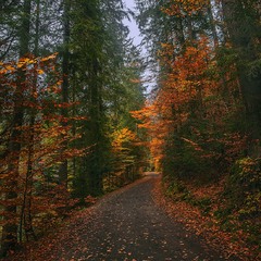 Оця дорога привела просто в осінь - в золоту.