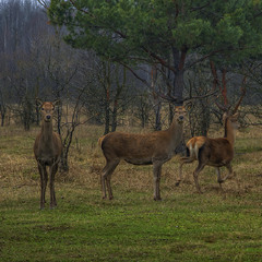 Оле-Оле-Оленята - візьміть мЕне на крилята