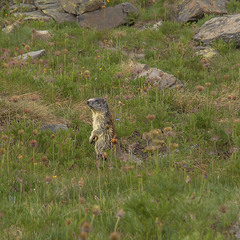 Стрінув якось товариша по походеньках - вгодованого свистуна, який щойно дістався з нори до сонця.