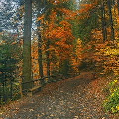 Багата на барви осінь кличе до себе буває: осьо цією стежкою йди. От ми і йдемо туди.