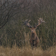 Брати наші рогаті уникають спілкування з людьми. Певно, на те є вагомі причини.