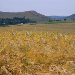 Колосицця пшеницця (тернопІлля наддністрянське)