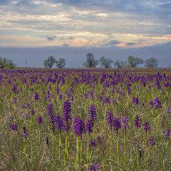 Наприкінці квітня, на початку травня біля села Покровка виростає найбільше у Європі орхідне поле.