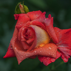 Можна ж так сказати про якусь персону: "вона прекрасна як троянда в дощ"?