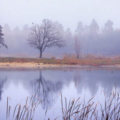 В житті як на довгій ниві. Туман, очерет, злетіла ворона. Качкам на озері спокійно.