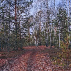 Посеред грудня, посеред лісу, посеред дороги життя триває, бо "невеа ґив ап" - чогось то та кажуть.