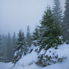 Різдвяна ялинка, - так називається ялинка для наряджання. Ця - наряджається в тумани і сніг.