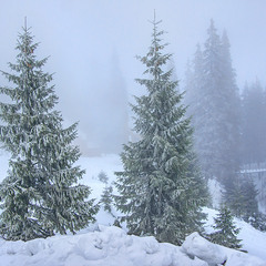 В снігу гуляла, туман збирала, кого хотіла причарувала. Зима?