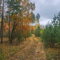 Дорога в мокру осінь пролягла поруч з грибним місцем (якщо маслюки - це гриби).
