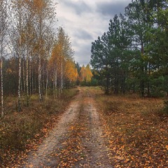 Буває - і погода похмура, і дощик обридає, а на душі радість: жовтень опадає і стелиться під ноги.