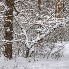 Якось сипався згори мілкий рясний сніг - на гілки, галузи, суху траву, дерева й землю.