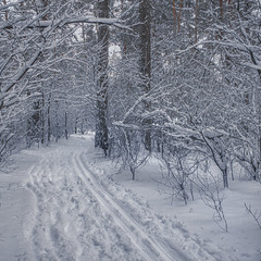 Тривожні якісь вечірні сутінки в лісі настали в снігу.