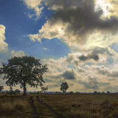 Сяючий шлях повз самотнього дуба часу - до сонця лежить посеред жовтня в передмісті столиці.