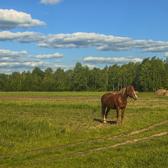 У полях край села: коник спочиває після трудів праведних, поглядає на двоногих, на траву, на хмарки