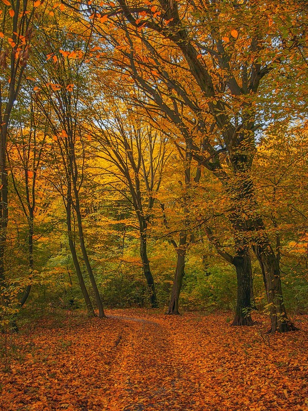 Фотографія Який він жовтий, жовтень, він - різнобарвний. Ось цією ...