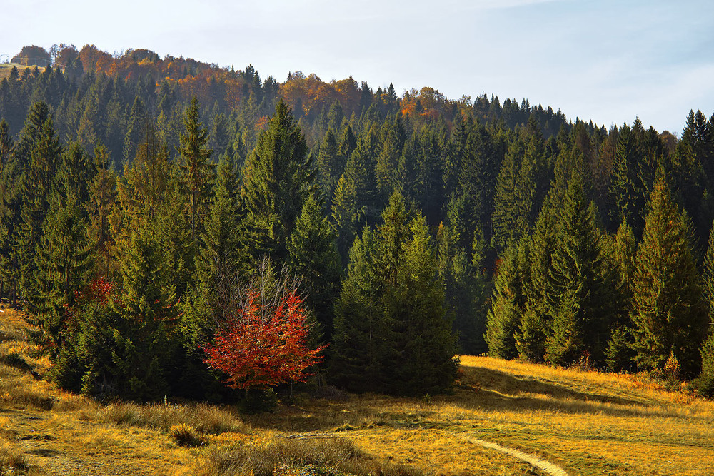 Карпатские Ели Фото