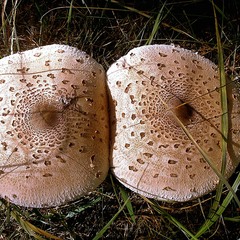 Это грибы )