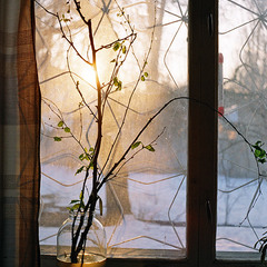 Naturemort with branches and tree apples at the window