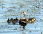Кряква (Anas platyrhynchos), самка з виводком каченят.