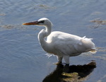 Велика біла чапля (Ardea alba).