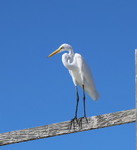 Велика біла чапля