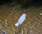 снігова чапля - Snowy Egret (Egretta thula).