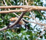 червонобрюхий дятел (Melanerpes carolinus)