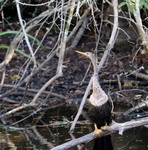 Американська змієшийка