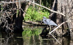 Малая голубая цапля (Little Blue Heron, Egretta caerulea).удалитьредактир овать