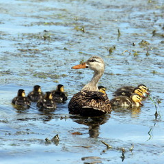 Кряква (Anas platyrhynchos), самка з виводком каченят.