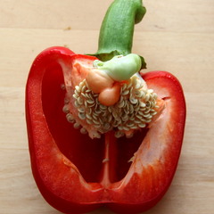 Серце